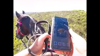 Horse Stuck in a Bog  Cavallo Hoof Boots STAY ON [upl. by Natka]