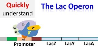 The Lac operon  Regulation of gene expression [upl. by Ernesta]