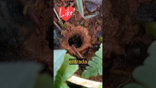 😲✅️ descobri essa abelha de chão coisa linda abelhas meliponicultura [upl. by Orme]