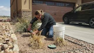 How to Clean Up Your Red Hot Pokers for Spring [upl. by Dnalel]