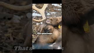 Unbelievable Facts About Reindeer reindeer reindeers animal animals animalfacts facts shorts [upl. by Lelith235]