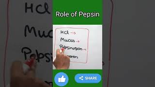 Role of Pepsin in our Stomach  shorts trending  Pepsin [upl. by Alyakam]