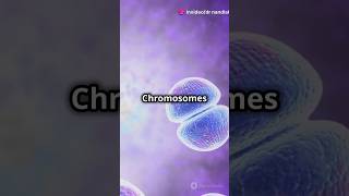 mitosis biology cell cycle and cell division theoryofphysics physicsfun anubhavsir gwalior [upl. by Ahsemak]