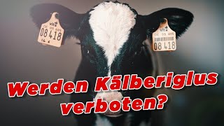 Werden Kälberiglus verboten  My KuhTube Film 718 [upl. by Accebor556]