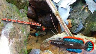 GILA BERUNTUNG SEKALI Mancing Channa Limbata Disungai Ini  Penangkapan Ikan Channa Limbata [upl. by Sinegold]