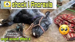 shock l Anorexia l😳ये क्या हो गया Drenching Pneumonia in Buffalo simtams [upl. by Elam]