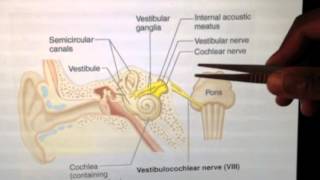 Cranial Nerves 8 of 12 Vestibulocochlear Nerve  Head and Neck Anatomy 101 [upl. by Meehyrb124]