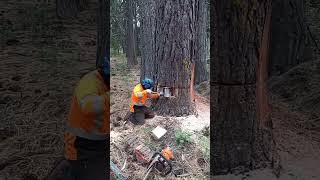 Removiendo arboles en lineas electricas en lake tahoe ca [upl. by Weinhardt]