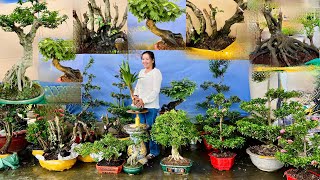 Bích Nhung 59 0334270232 chào bán rất nhiều loại BONSAI HOA KIỂNG CÂY ĂN TRÁI [upl. by Eldrida]