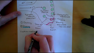 Synaptic Vesicle Exocytosis and Endocytosis Part 1 [upl. by Duster]