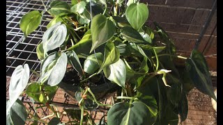 Philodendron Plant Rescue How to trim amp repot 🌼 [upl. by Nelrac675]