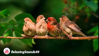 Sonido de Canto de Pajaros por una hora  Birdsing for 1 hour [upl. by Cain]