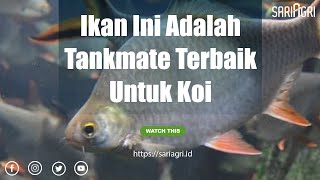 Mampu Atasi Kutu Ikan Ini Adalah Tankmate Terbaik Untuk Koi [upl. by Kaycee]