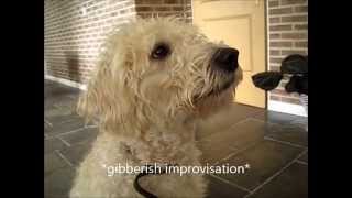 1yo Labradoodle Talks Cool Trick [upl. by Bianka]