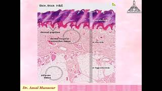 Histopathology Introduction1 [upl. by Baiel118]