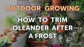 How to Trim Oleander After a Frost [upl. by Gnud196]