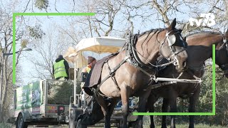 Des calèches collectent les sapins de Noël des habitants de MaisonsLaffitte [upl. by Atnauqal472]