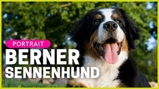 BERNER SENNENHUND  Rasseportrait  Aussehen Charakter Haltung amp mehr [upl. by Adiuqal]