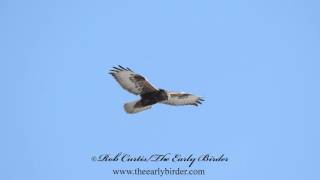 ROUGHLEGGED HAWKS hovering Buteo lagopus [upl. by Jeanna505]