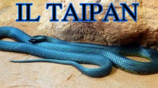 Il serpente più velenoso al mondo  IL TAIPAN [upl. by Reube]