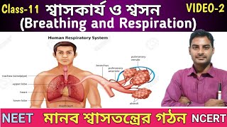 Human respiratory system in Bengali  Structure of lung  Breathing and Respiration  NEET [upl. by Sldney]