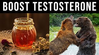 How HONEY Will Give You Testosterone like a Grizzly Bear [upl. by Herrera]