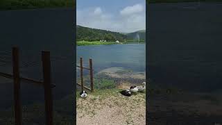 SalalahOman🌴🇴🇲🦢🪿 salalahoman travel salalahtourism oman salalah khareef video viralvideo [upl. by Anar902]