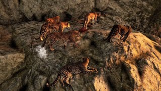 Animalia Survival  A Leap of Leopards [upl. by Lisle]