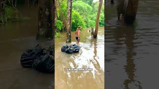 Cruzando rios y caños con el ganado junto a los 40 vaqueros  trabajos de llano parte 18 [upl. by Cristiano]