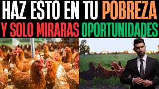 Cuánto terreno nesecito para 100 gallinas ponedoras para hacer mi granja de casa y ganar dinero [upl. by Winters616]