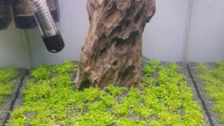 Time lapse 14 Days Hemianthus callitrichoides quotCubaquotKubanisches Perlkraut [upl. by Dewayne]