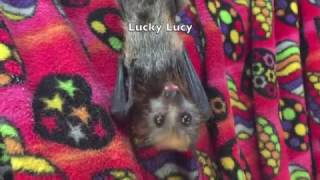 Old man bat Walter meets Lucky Lucy an 8 week baby FlyingFox [upl. by Erdnaek]