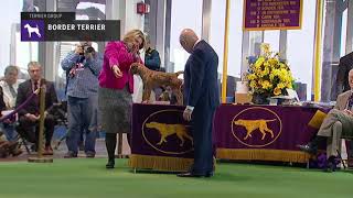 Border Terrier  Breed Judging 2019 [upl. by Daigle]