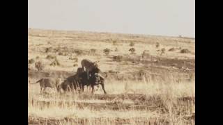 The Kali Lion Brothers Taking Down a Buffalo near Cottars 1920’s Camp Kenya [upl. by Durston]