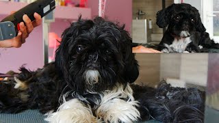 Amazing Transformation  Puppy Grooming Shih Tzu [upl. by Niko381]