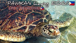 Sea Turtle Laying Eggs Fauna In The Philippines 🇵🇭 Amazing Laying Eggs Spotted seaturtles animals [upl. by Enyrehtak]