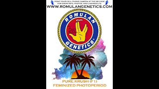 Romulan Genetics  Pure Krush F1 feminized seeds [upl. by Retsim]