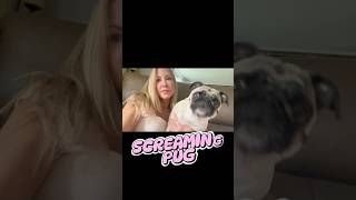 🚨SCREAMING PUG‼️ funny dog pug [upl. by Cho]