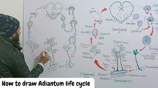 how to draw life cycle of adiantum [upl. by Tireb]