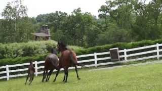 Mare steals Foal [upl. by Dorman]