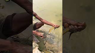 Best Big Size Eel Fishing Video From Deep Hole fishingvideo fish fishing [upl. by Sharyl585]