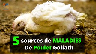 5 Sources De MALADIES chez les POULETS GOLIATH SANTE ANIMALE investir au pays 100 [upl. by Kenney72]