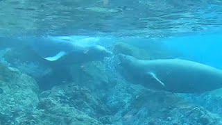 12162023 Hawaiian Monk Seals [upl. by Maretz]