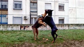 Doberman vs Airedale Terrier [upl. by Starlin230]