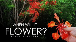 When Will My Royal Poinciana Tree Flower [upl. by Lorrayne]