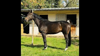 Ithaque du BoderyMALITO DE REVE x HELIOS DE LA COUR  2018 gelding [upl. by Nemzaj343]