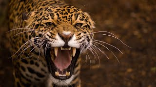 Leopard Documentary  Big Cats Wildlife HD [upl. by Margetts]