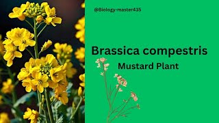 Brassica compestris mustard plant  Brassicaceae  Class 9th  Biology Botany  Study  Sarsoon [upl. by Barbi29]