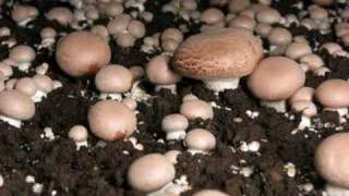 Time lapse video of mushrooms fruiting [upl. by Lenno255]