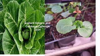 Collards Greens and Cabbage Challenge 2024 collardandcabbage2024 [upl. by Trevlac]